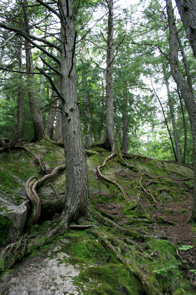 Rocks and Roots