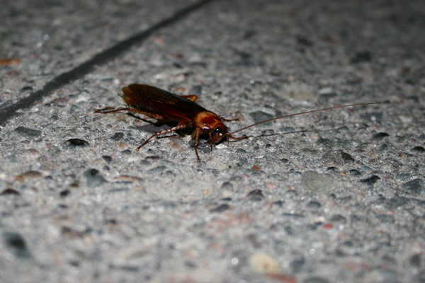 cockroach ever virginia mn seconds saw seen later couple second had