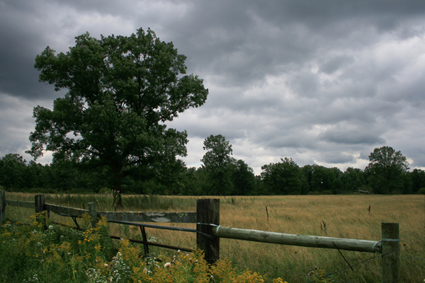 Oak Field