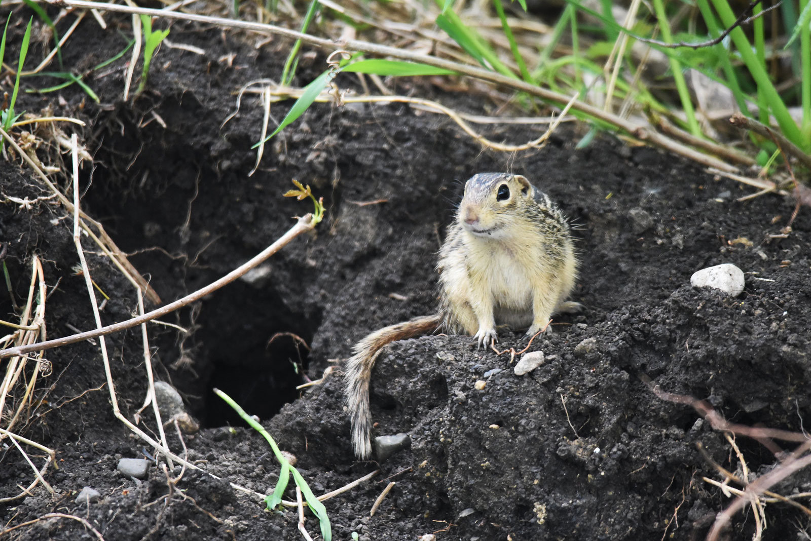 Thirteen-lined Ground Squirrel Burrow - Courtney Celley